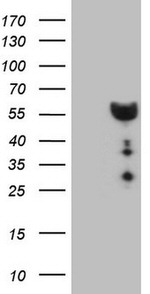 DMRT1 Antibody in Western Blot (WB)