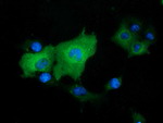 DNAJA2 Antibody in Immunocytochemistry (ICC/IF)