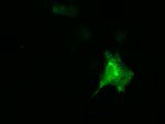 DNAJA2 Antibody in Immunocytochemistry (ICC/IF)