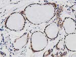 DNAJA2 Antibody in Immunohistochemistry (Paraffin) (IHC (P))