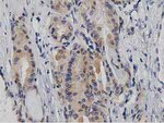 DNAJA2 Antibody in Immunohistochemistry (Paraffin) (IHC (P))