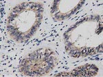 DNAJA2 Antibody in Immunohistochemistry (Paraffin) (IHC (P))