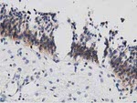 DNAJA2 Antibody in Immunohistochemistry (Paraffin) (IHC (P))