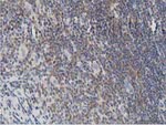 DNAJA2 Antibody in Immunohistochemistry (Paraffin) (IHC (P))