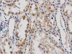 DNAJA2 Antibody in Immunohistochemistry (Paraffin) (IHC (P))