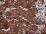 DNAJA2 Antibody in Immunohistochemistry (Paraffin) (IHC (P))