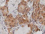 DNAJA2 Antibody in Immunohistochemistry (Paraffin) (IHC (P))