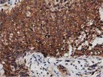 DNAJA2 Antibody in Immunohistochemistry (Paraffin) (IHC (P))