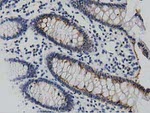 DNAJA2 Antibody in Immunohistochemistry (Paraffin) (IHC (P))