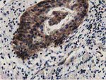 DNAJA2 Antibody in Immunohistochemistry (Paraffin) (IHC (P))