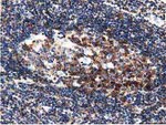 DNAJA2 Antibody in Immunohistochemistry (Paraffin) (IHC (P))