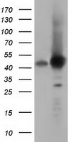 DNAJA2 Antibody in Western Blot (WB)