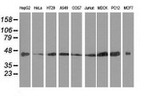 DNAJA2 Antibody in Western Blot (WB)