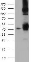 DNAJA2 Antibody in Western Blot (WB)