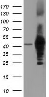 DNAJA2 Antibody in Western Blot (WB)