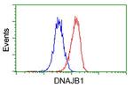 DNAJB1 Antibody in Flow Cytometry (Flow)