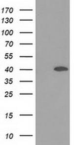 DNAJB1 Antibody in Western Blot (WB)