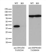 DNAJB1 Antibody in Western Blot (WB)