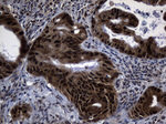 DNAJB6 Antibody in Immunohistochemistry (Paraffin) (IHC (P))