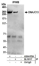 DNAJC13 Antibody in Western Blot (WB)