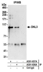 DNL3 Antibody in Western Blot (WB)