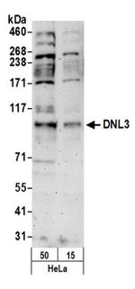 DNL3 Antibody in Western Blot (WB)