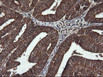 DNM1L Antibody in Immunohistochemistry (Paraffin) (IHC (P))