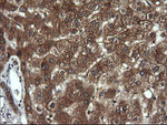 DNM1L Antibody in Immunohistochemistry (Paraffin) (IHC (P))