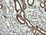DNM1L Antibody in Immunohistochemistry (Paraffin) (IHC (P))