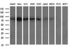 DNM1L Antibody in Western Blot (WB)