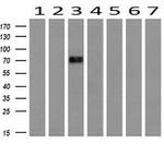 DNM1L Antibody in Western Blot (WB)