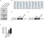 DNMT1 Antibody in Western Blot, Immunoprecipitation (WB, IP)