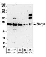 DNMT3A Antibody in Western Blot (WB)