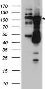 DNMT3B Antibody in Western Blot (WB)