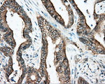 DNTTIP1 Antibody in Immunohistochemistry (Paraffin) (IHC (P))