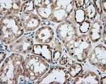 DNTTIP1 Antibody in Immunohistochemistry (Paraffin) (IHC (P))