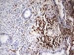 DOCK2 Antibody in Immunohistochemistry (Paraffin) (IHC (P))