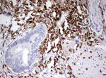 DOCK2 Antibody in Immunohistochemistry (Paraffin) (IHC (P))