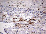 DOCK2 Antibody in Immunohistochemistry (Paraffin) (IHC (P))