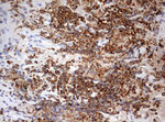 DOCK2 Antibody in Immunohistochemistry (Paraffin) (IHC (P))