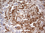 DOCK2 Antibody in Immunohistochemistry (Paraffin) (IHC (P))