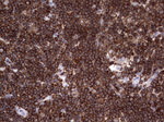 DOCK2 Antibody in Immunohistochemistry (Paraffin) (IHC (P))