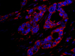 DOCK4 Antibody in Immunohistochemistry (IHC)