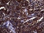 DOCK8 Antibody in Immunohistochemistry (Paraffin) (IHC (P))