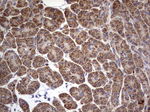 DOCK8 Antibody in Immunohistochemistry (Paraffin) (IHC (P))