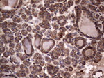 DOCK8 Antibody in Immunohistochemistry (Paraffin) (IHC (P))