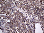 DOCK8 Antibody in Immunohistochemistry (Paraffin) (IHC (P))