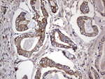 DOCK8 Antibody in Immunohistochemistry (Paraffin) (IHC (P))