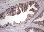 DOCK8 Antibody in Immunohistochemistry (Paraffin) (IHC (P))