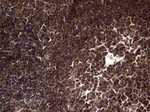 DOCK8 Antibody in Immunohistochemistry (Paraffin) (IHC (P))